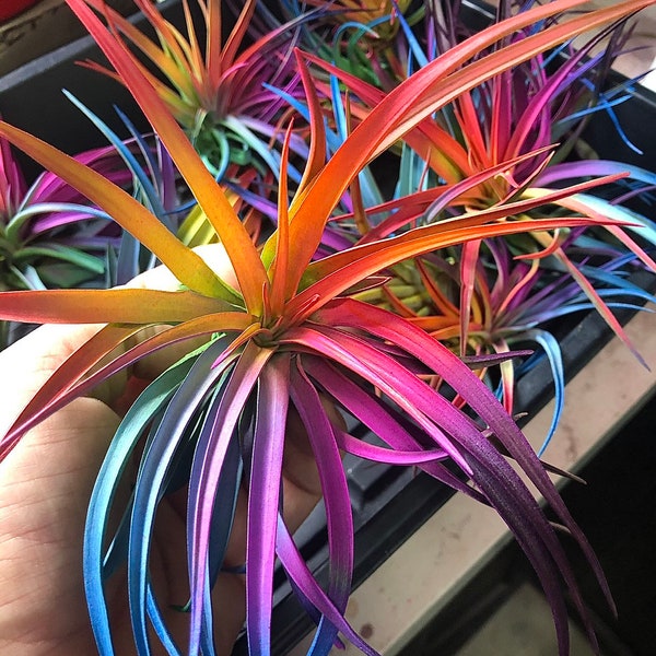 Large Tillandsia Live Air Plant Bursting With Color, Select colors, Unique, Bright, Paint, Enhanced