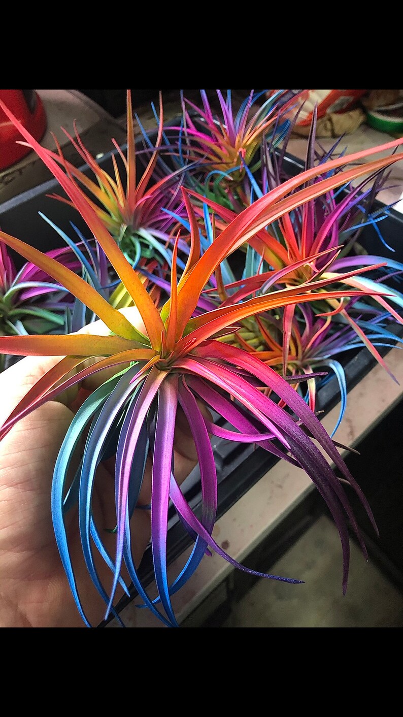 Large Tillandsia Live Air Plant Bursting With Color, Select colors, Unique, Bright, Paint, Enhanced