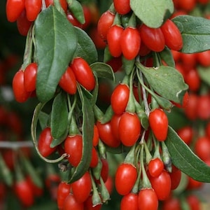 100 Out Of Pod Lycium Chinense GOJI BERRY Seeds Shrub Bush Fruit Wolf Berry image 1