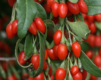 100+ Out Of Pod Lycium Chinense GOJI BERRY Seeds Shrub Bush Fruit Wolf Berry