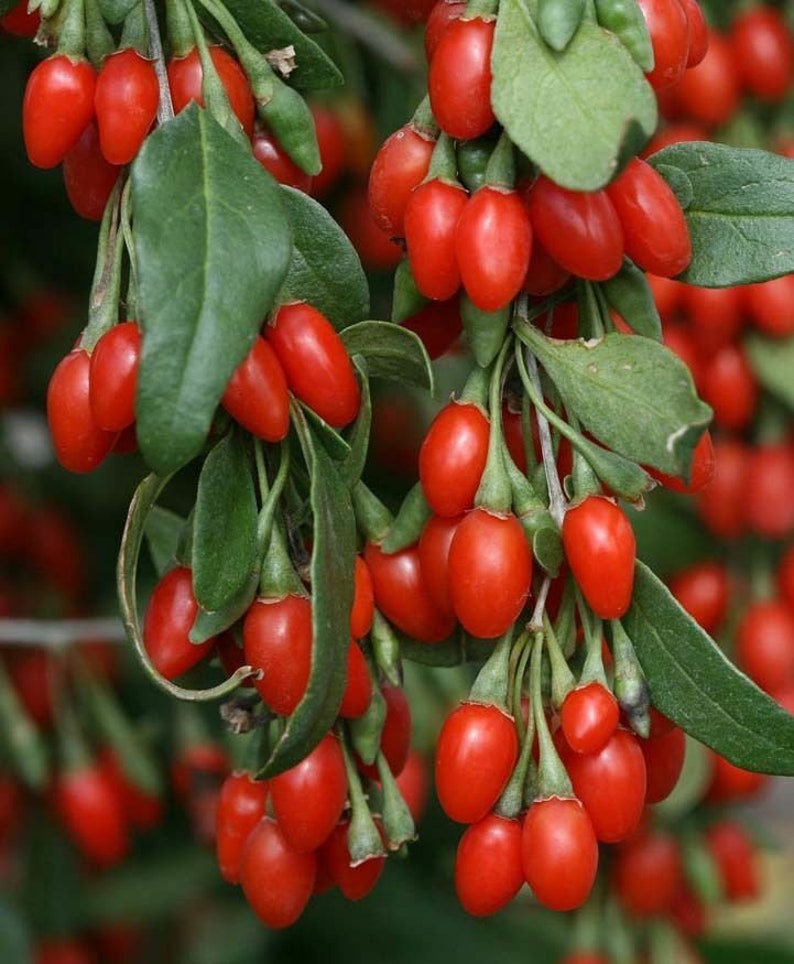 100 Out Of Pod Lycium Chinense GOJI BERRY Seeds Shrub Bush Fruit Wolf Berry image 1