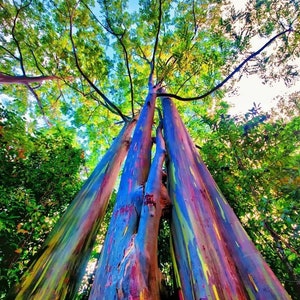 350+ Rainbow Eucalyptus Deglupta Seeds