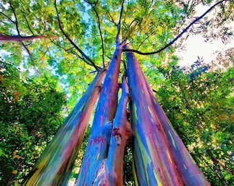 350+ Rainbow Eucalyptus Deglupta Seeds