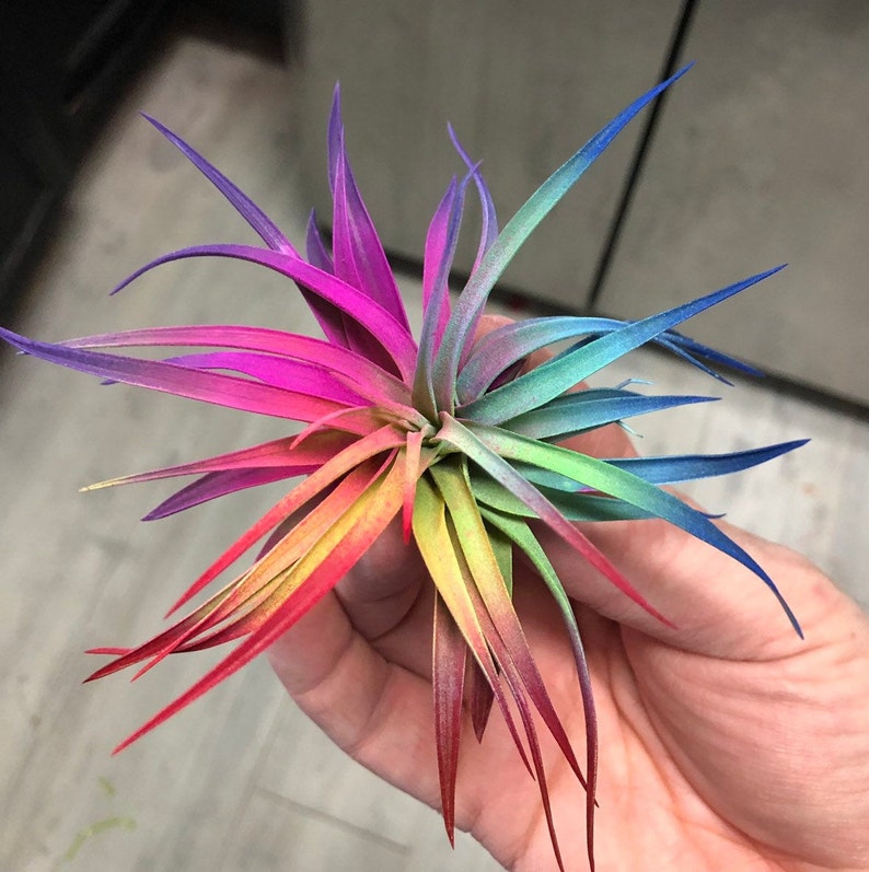  List Of Plants That Live In Air for Living room