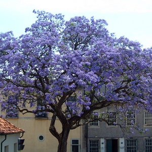 Royal Paulownia Tomentosa-Fastest Growing Tree!- Choose Qty You Would Like