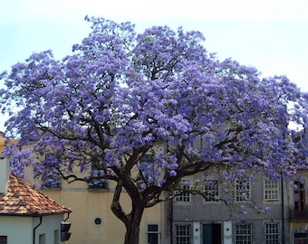 Royal Paulownia Tomentosa-Fastest Growing Tree!- Choose Qty You Would Like