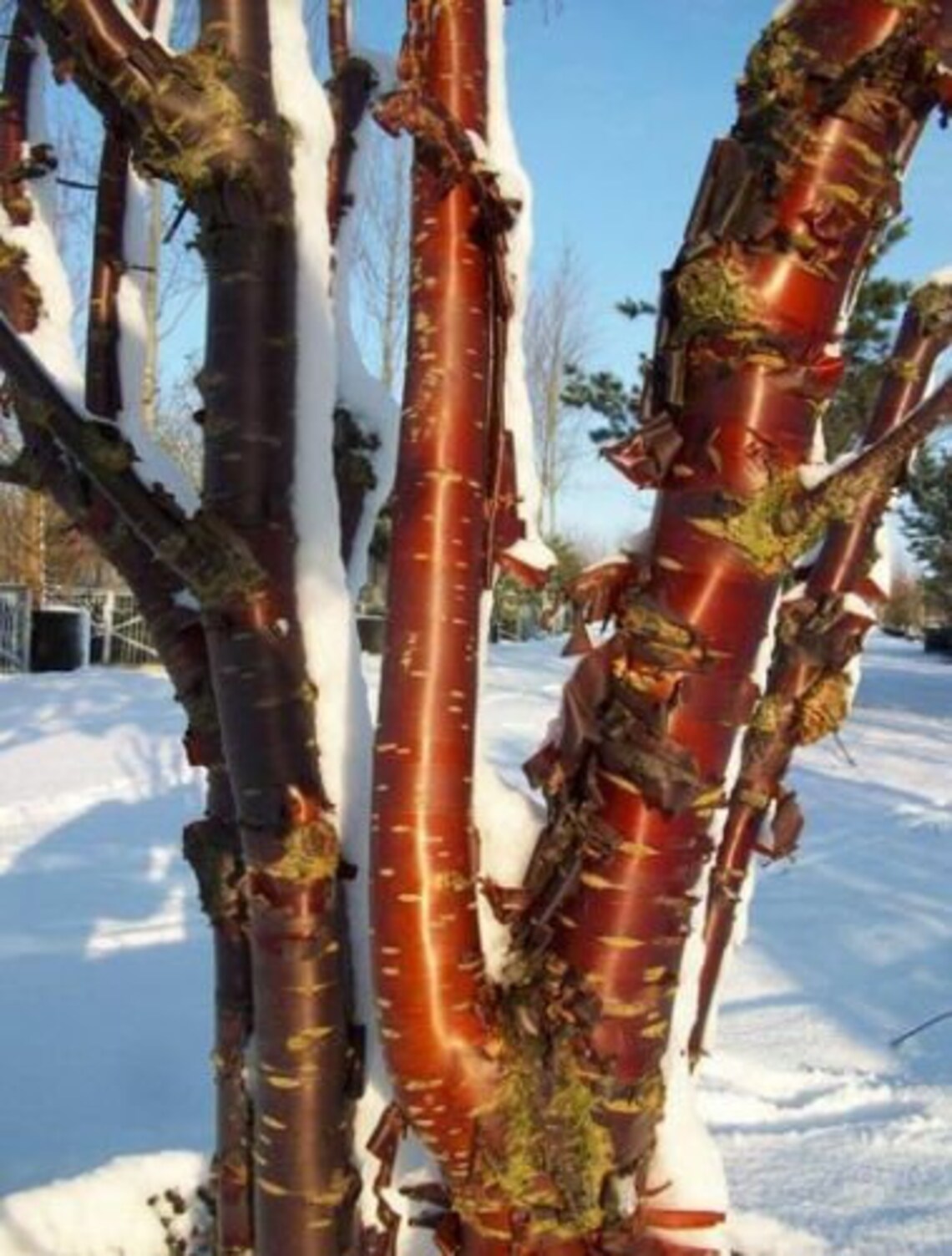 Prunus Serrula Paperbark Cherry Tree Red Shiny Bark - Etsy