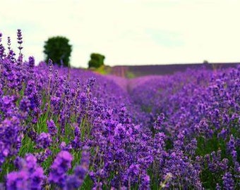 500+ True ENGLISH LAVENDER VERA Lavandula Angustifolia Vera Herb Purple Flower Seeds