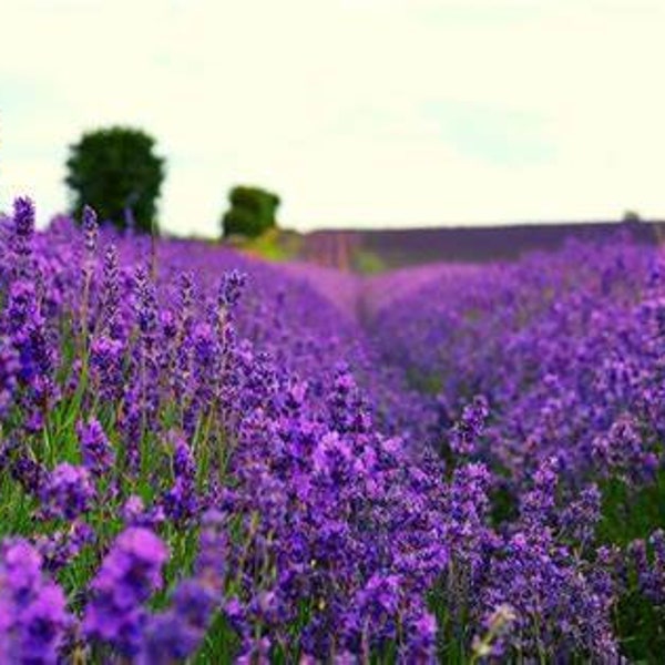 500+ True ENGLISH LAVENDER VERA Lavandula Angustifolia Vera Herb Purple Flower Seeds