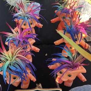 May include: A collection of orange troll dolls with colorful air plants. The air plants have vibrant hues of blue, purple, pink, and green. The dolls have large, round eyes and are arranged on a dark surface.