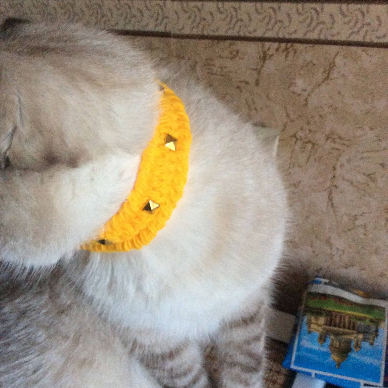 Spiked Cat Collar Collar Pet Gift Crochet Cat and Dog Collar Etsy