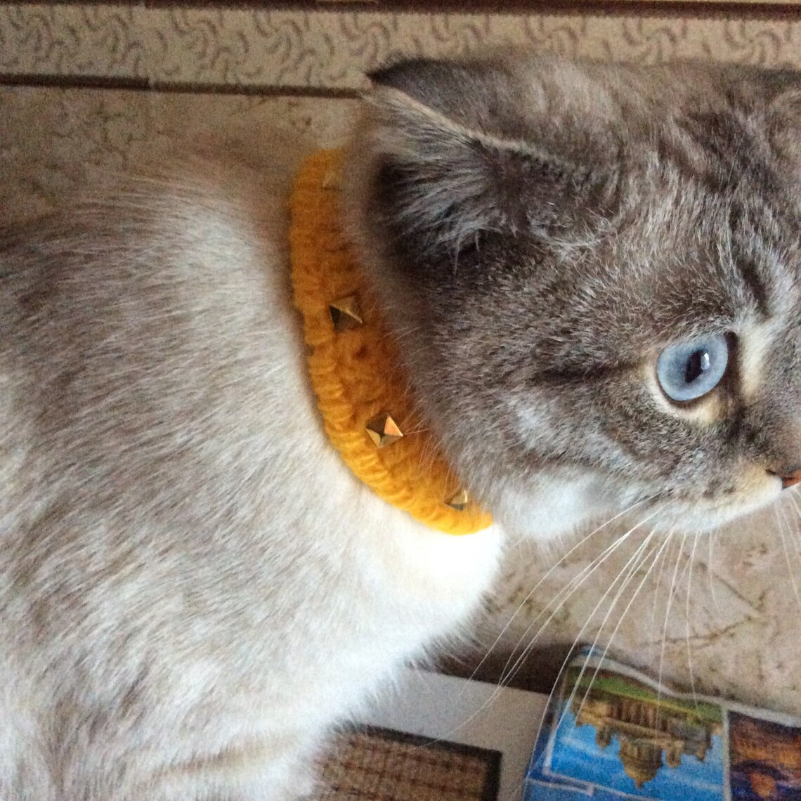 Spiked Cat Collar Collar Pet Gift Crochet Cat and Dog Collar Etsy