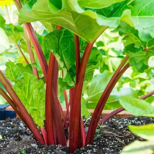 Rhubarb Organic Seeds - Heirloom, Open Pollinated, Non GMO - Grow Indoors, Outdoors, In Pots, Grow Beds, Soil, Hydroponics & Aquaponics