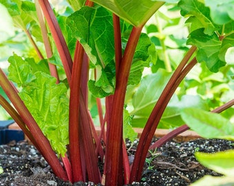 Rhubarb Organic Seeds - Heirloom, Open Pollinated, Non GMO - Grow Indoors, Outdoors, In Pots, Grow Beds, Soil, Hydroponics & Aquaponics