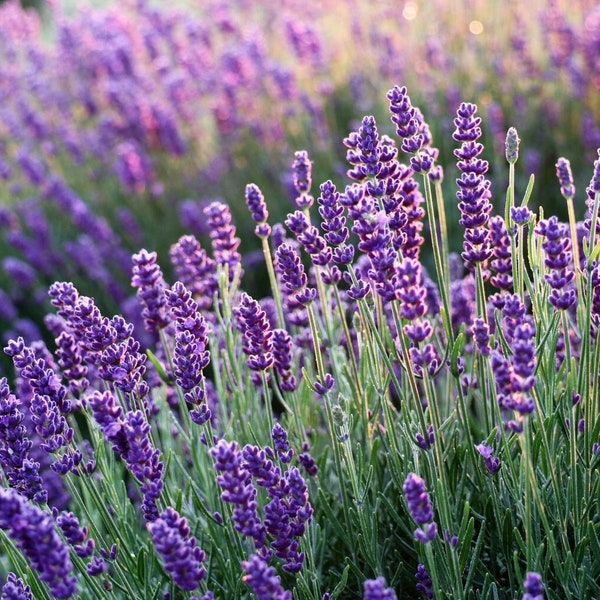 Lavendel Bio-Samen - Erbstück, offen bestäubt, nicht GMO - Wachsen drinnen, draußen, in Töpfen, Zuchtbeeten, Erde, Hydroponik, Aquaponik