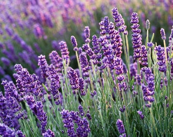 Lavender Organic Seeds - Heirloom, Open Pollinated, Non GMO - Grow Indoors, Outdoors, In Pots, Grow Beds, Soil, Hydroponics, Aquaponics