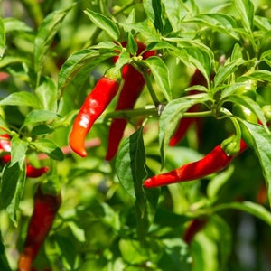 Pepper Cayenne Organic Seeds - Heirloom, Open Pollinated, Non GMO - Grow Indoors, Outdoors, In Grow Beds, Soil, Hydroponics, Aquaponics