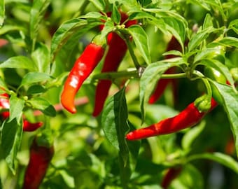 Pepper Cayenne Seeds - Organic, Heirloom, Open Pollinated, Non GMO - Grow Indoors, Outdoors, In Grow Beds, Soil, Hydroponics, Aquaponics