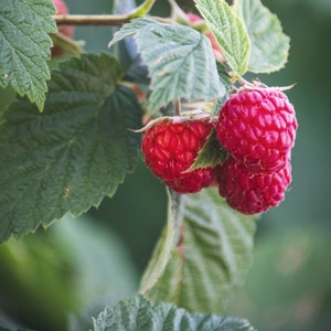 Raspberry Organic Seeds - Heirloom, Open Pollinated, Non GMO - Grow Indoors, Outdoors, In Pots, Grow Beds, Soil, Hydroponics & Aquaponics