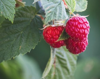 Raspberry Organic Seeds - Heirloom, Open Pollinated, Non GMO - Grow Indoors, Outdoors, In Pots, Grow Beds, Soil, Hydroponics & Aquaponics