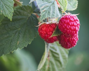 Semillas Orgánicas de Frambuesa - Reliquia, Polinización Abierta, Sin OGM - Crecer en Interiores, Exteriores, en Macetas, Camas de Cultivo, Suelo, Hidroponía y Acuaponía