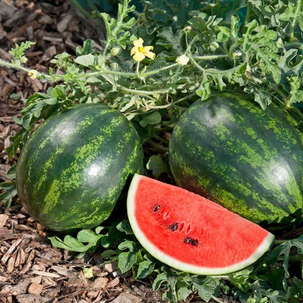 Graines de pastèque biologiques - Héritage, pollinisation libre, sans OGM - Culture à l'intérieur, à l'extérieur, en pots, dans des plates-bandes, dans la terre, culture hydroponique et aquaponie