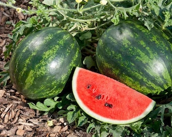 Może przedstawiać: Dwa całe arbuzy o ciemnozielonych skórkach i plaster arbuza z czerwonym miąższem i czarnymi pestkami. Arbuzy leżą na brązowym ściółce.