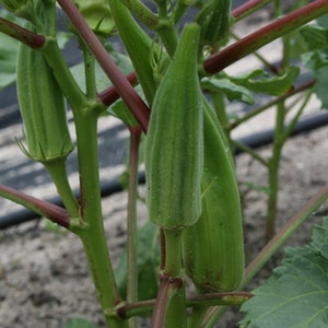 Okra Seeds - Organic, Heirloom, Open Pollinated, Non GMO - Grow Indoors, Outdoors, In Pots, Grow Beds, Soil, Hydroponics & Aquaponics