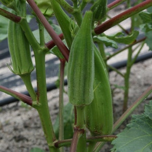 Okra Organic Seeds - Heirloom, Open Pollinated, Non GMO - Grow Indoors, Outdoors, In Pots, Grow Beds, Soil, Hydroponics & Aquaponics