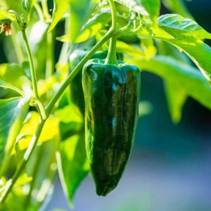 May include: Two green bell peppers growing on a plant with green leaves.