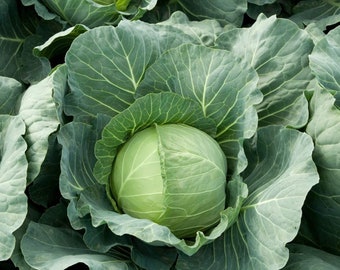 Cabbage Seeds - Organic, Heirloom, Open Pollinated, Non GMO - Grow Indoors, Outdoors, In Pots, Grow Beds, Hydroponics & Aquaponics