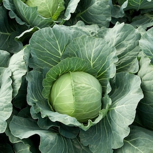 Semi di cavolo - Biologici, tradizionali, a impollinazione libera, non OGM - Coltivabili in casa, all&#39;aperto, in vaso, in aiuole, in idroponica e acquaponica