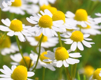 Graines de camomille allemande biologiques - Héritage, pollinisation libre, sans OGM - Culture à l'intérieur, à l'extérieur, en pots, dans des lits de culture, culture hydroponique et aquaponie