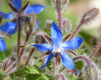 May include: Close-up of a blue borage flower with five petals, surrounded by green leaves and fuzzy brown buds.