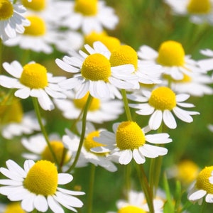 German Chamomile Organic Seeds - Heirloom, Open Pollinated, Non GMO - Grow Indoors, Outdoors, In Pots, Grow Beds, Hydroponics & Aquaponics
