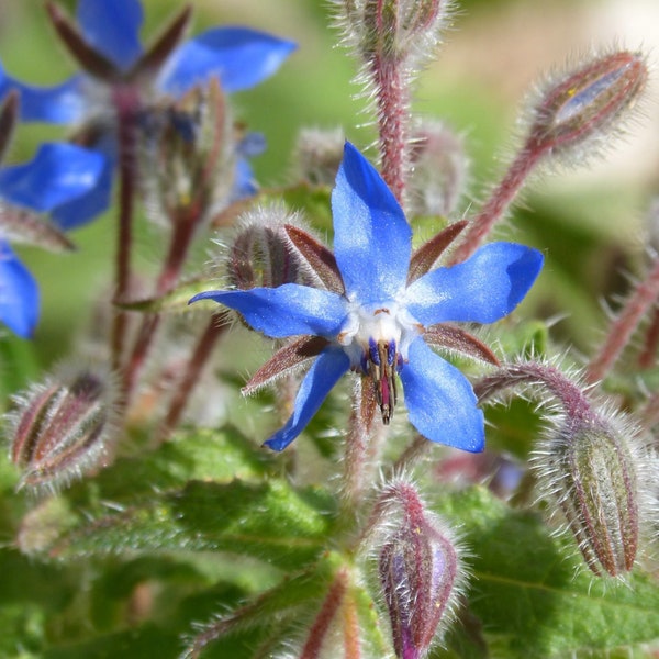 Borage Herb Organic Seeds - Heirloom, Open Pollinated, Non GMO - Grow Indoors, Outdoors, In Pots, Grow Beds, Soil, Hydroponics & Aquaponics