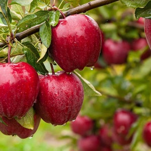 Nasiona jabłek - organiczne, tradycyjne, otwarte zapylanie, bez GMO - uprawa w pomieszczeniach, na zewnątrz, w doniczkach, na grządkach, w glebie, hydroponika i akwaponika