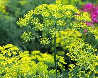 Dill Bouquet Samen - Organisch, Erbstück, offen bestäubt, Nicht GMO - Wachsen drinnen, draußen, in Töpfen, Zuchtbetten, Hydroponik und Aquaponik