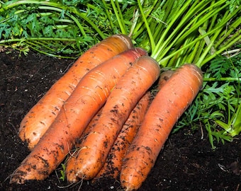 Semillas de zanahoria - Orgánicas, de variedad tradicional, de polinización abierta, sin OMG - Cultivo en interiores, exteriores, en macetas, bancales, tierra, hidroponía y acuaponía.