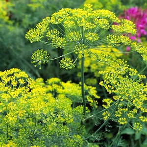 Dill Bouquet Organic Seeds Heirloom, Open Pollinated, Non GMO Grow Indoors, Outdoors, In Pots, Grow Beds, Soil, Hydroponics & Aquaponics image 1