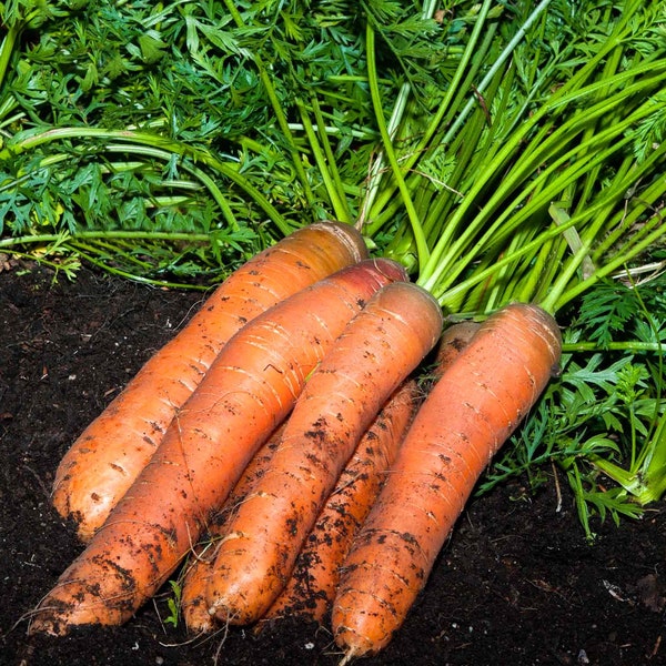 Carrot Organic Seeds - Heirloom, Open Pollinated, Non GMO - Grow Indoors, Outdoors, In Pots, Grow Beds, Soil, Hydroponics & Aquaponics