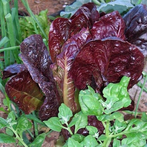 Red Romaine Lettuce Seeds - Organic, Heirloom, Open Pollinated, Non GMO - Grow Indoors, Outdoors, In Grow Beds, Hydroponics, Aquaponics