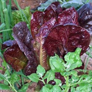 Red Romaine Lettuce Organic Seeds Heirloom, Open Pollinated, Non GMO Grow Indoors, Outdoors, In Grow Beds, Soil, Hydroponics, Aquaponics image 1