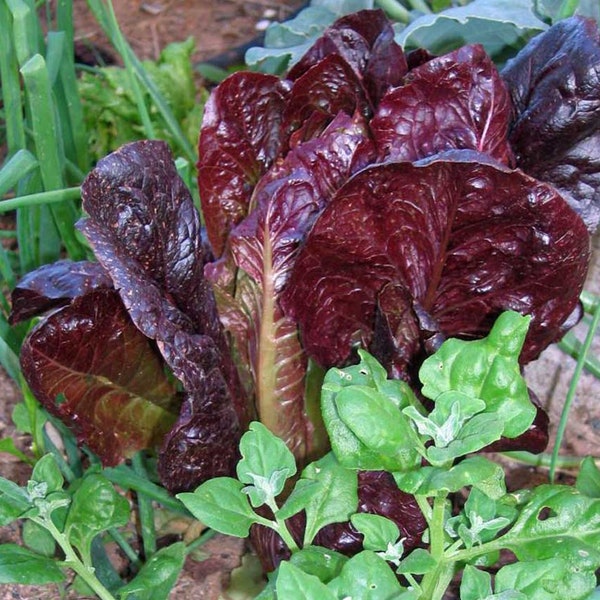 Red Romaine Lettuce Organic Seeds - Heirloom, Open Pollinated, Non GMO - Grow Indoors, Outdoors, In Grow Beds, Soil, Hydroponics, Aquaponics