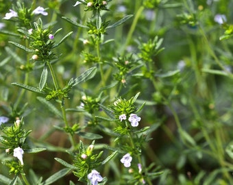 Summer Savory Organic Seeds - Heirloom, Open Pollinated, Non GMO - Grow Indoors, Outdoors, In Grow Beds, Soil, Hydroponics & Aquaponics