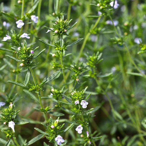 Summer Savory Organic Seeds - Heirloom, Open Pollinated, Non GMO - Grow Indoors, Outdoors, In Grow Beds, Soil, Hydroponics & Aquaponics