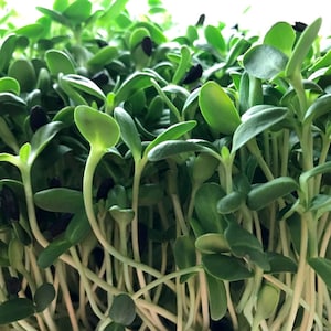May include: A close-up shot of sunflower microgreens. The young plants display bright green leaves and white stems. Black sunflower seeds are visible amongst the sprouts. The image is well-lit, showcasing the fresh and healthy appearance of the microgreens.