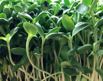 May include: Close-up of a tray of sunflower microgreens. The young plants have vibrant green leaves and white stems. Black sunflower seeds are scattered throughout the microgreens. The image is well-lit, highlighting the fresh, healthy appearance of the sprouts.