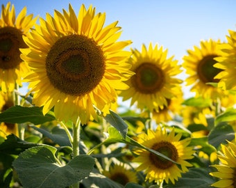 Sunflower Mammoth Seeds - Organic, Heirloom, Open Pollinated, Non GMO - Grow Indoors, Outdoors, In Grow Beds, Soil, Hydroponics & Aquaponics