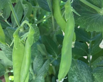 Pea Seeds - Organic, Heirloom, Open Pollinated, Non GMO - Grow Indoors, Outdoors, In Pots, Grow Beds, Soil, Hydroponics & Aquaponics